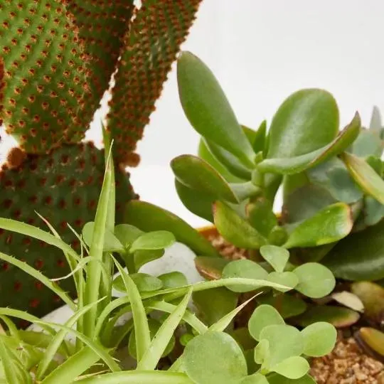 COMPOSICION CRASAS CAJA MADERA