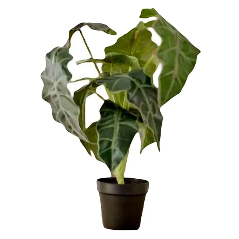 PLANTA BIGMAT ALOCACIA 801000 50cm