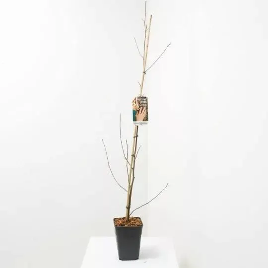 LIRIODENDRON FUTURE TREE MACETA 5L