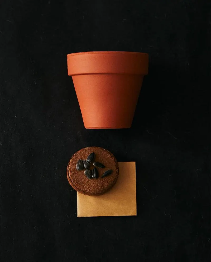 KIT MACETA SEMILLAS FLOR GIRASOL JARDÍN