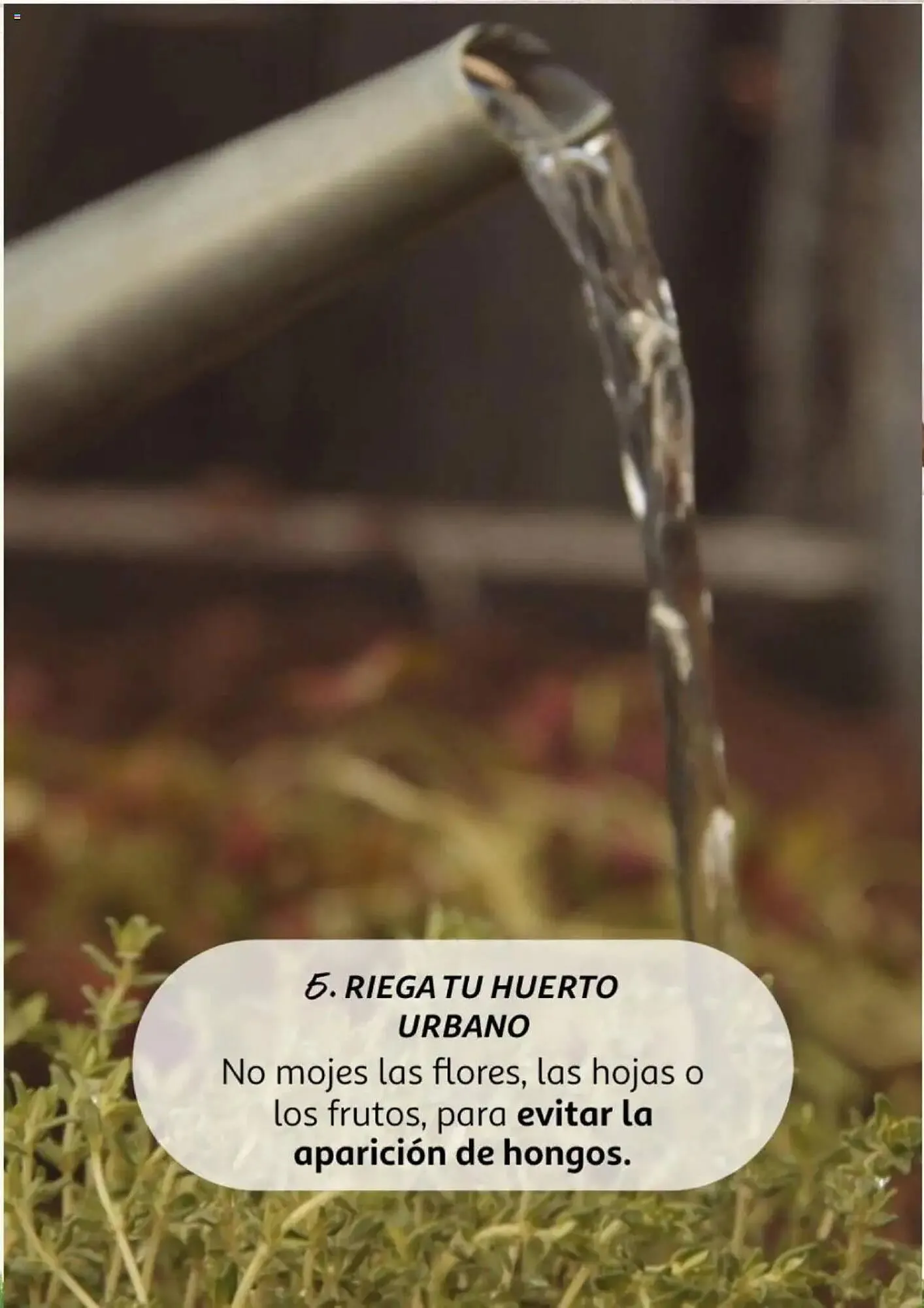 Catálogo de Folleto Alcampo 11 de febrero al 31 de diciembre 2025 - Página 12