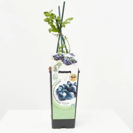 ARÁNDANO AZUL 2L RESIDUO CERO