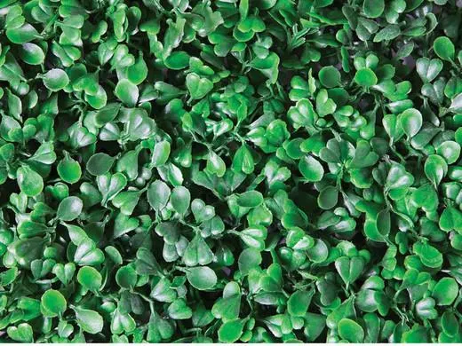 Jardín vertical Boj