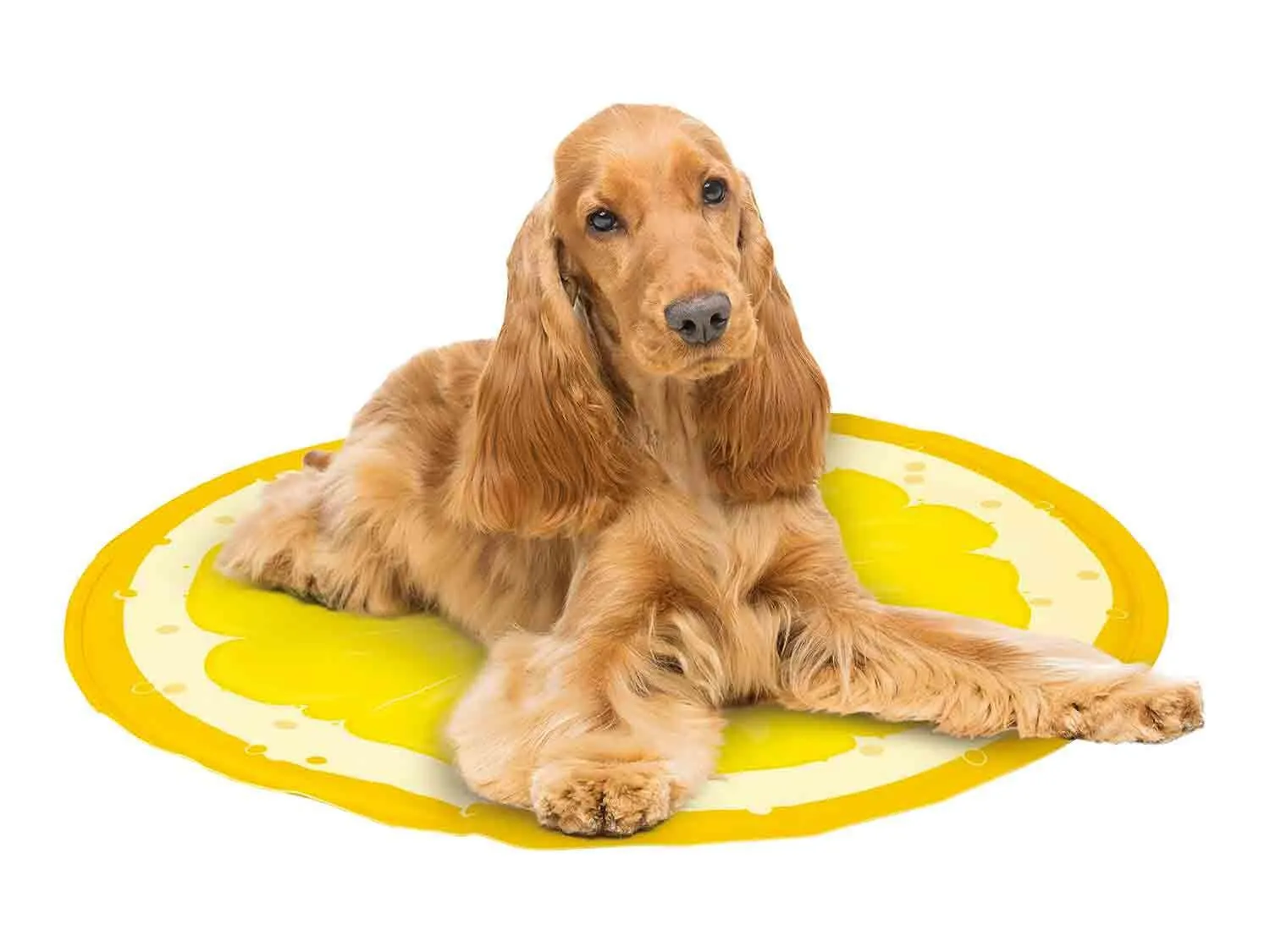 Alfombrilla refrescante para perros