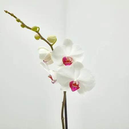 ORQUÍDEA BLANCA 1TALLO EN MACETA 12CM.