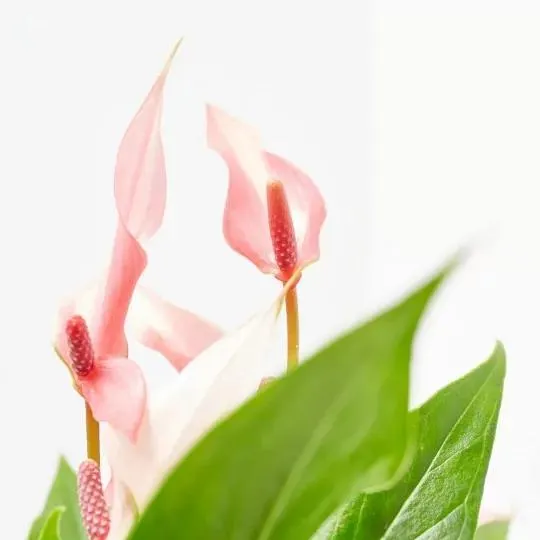ANTHURIUM LILI CON MACETERO 10CM