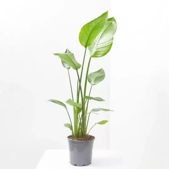 AVE DEL PARAÍSO FLOR BLANCA MACETA 20CM