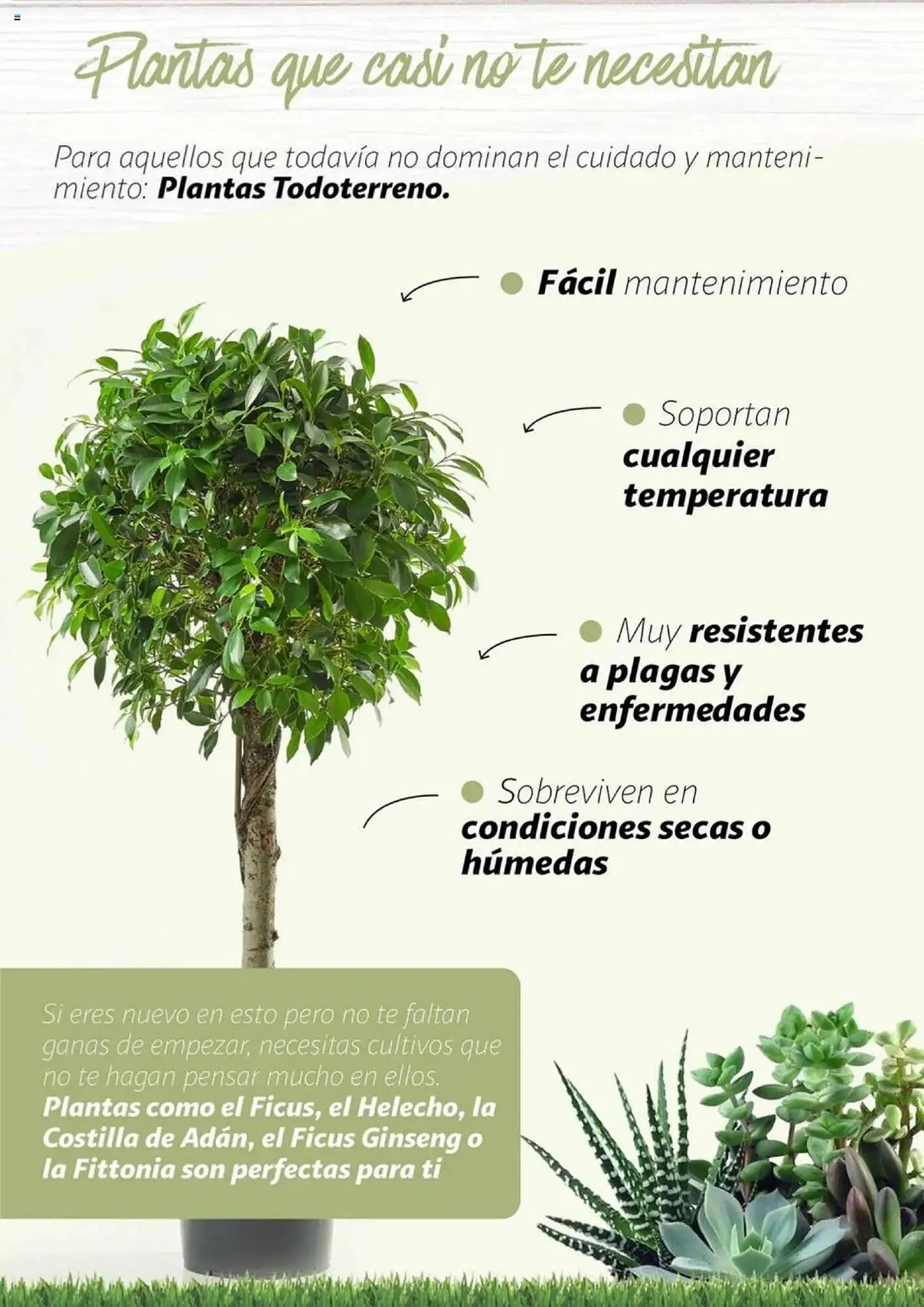 Catálogo de Folleto Alcampo 11 de febrero al 31 de diciembre 2025 - Página 20