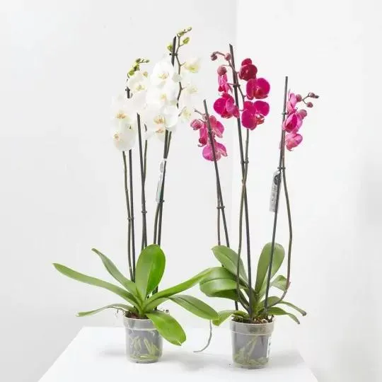 PHALAENOPSIS TOP 3 TALLOS MACETA 12CM