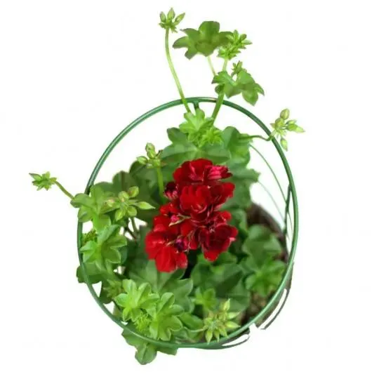 GERANIO REY BALCON MACETA 13CM