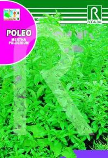 Semilla menta Poleo