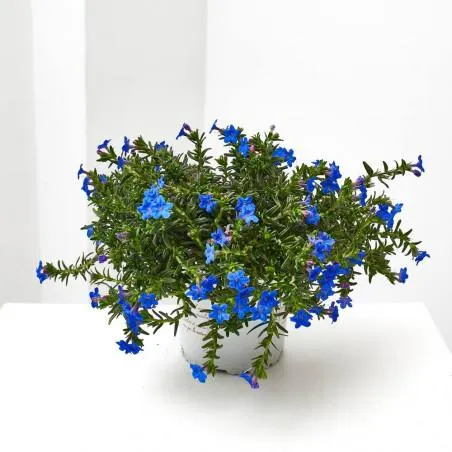 LITHODORA MACETA 13CM