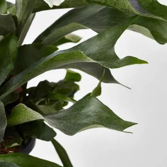 HELECHO CUERNO DE ALCE TARRINA COLGANTE 19CM