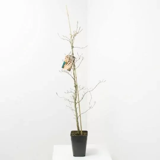 FAGUS ATROPURPUREA FUTUR TREE 5L (HAYA PÚRPURA)