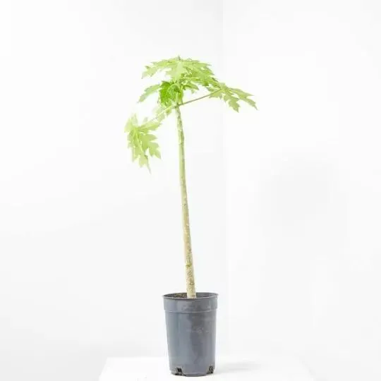 PAPAYA MACETA 6L