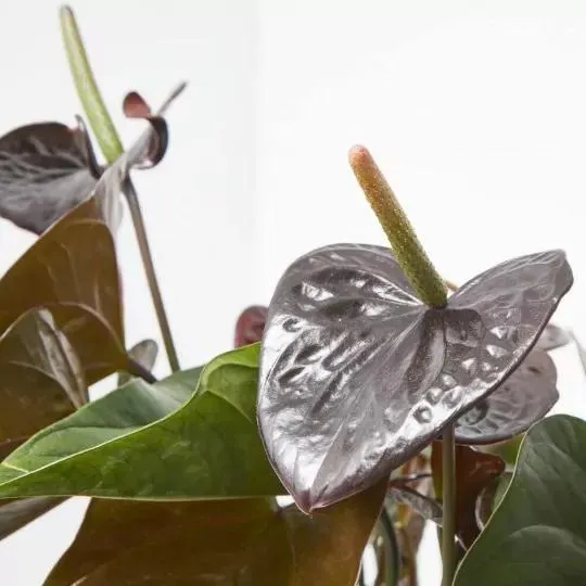 ANTHURIUM BLACK FLOWER M-17