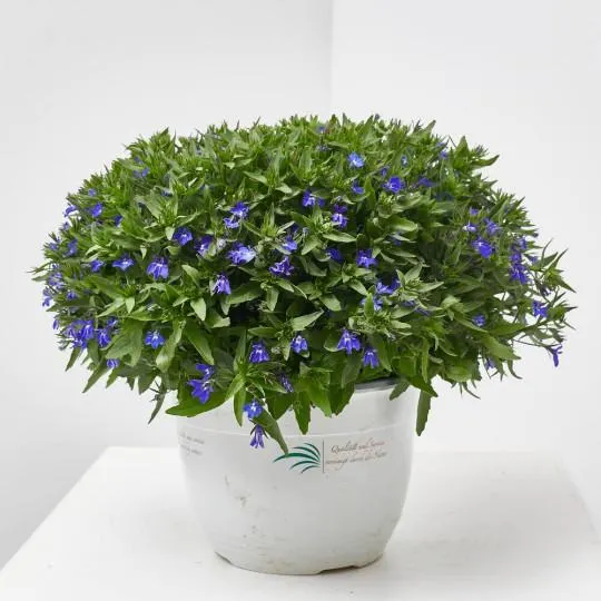LOBELIA TARRINA 22CM