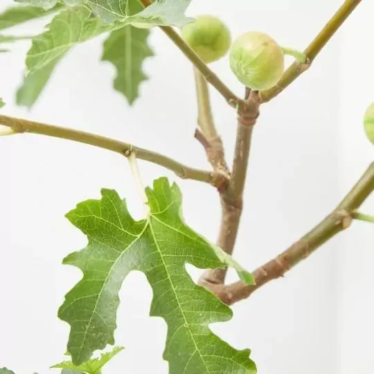 HIGUERA 5L COPA ESPIRAL