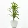 DRACENA LEMON LIME