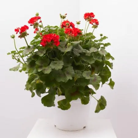 GERANIO MACETA 10L