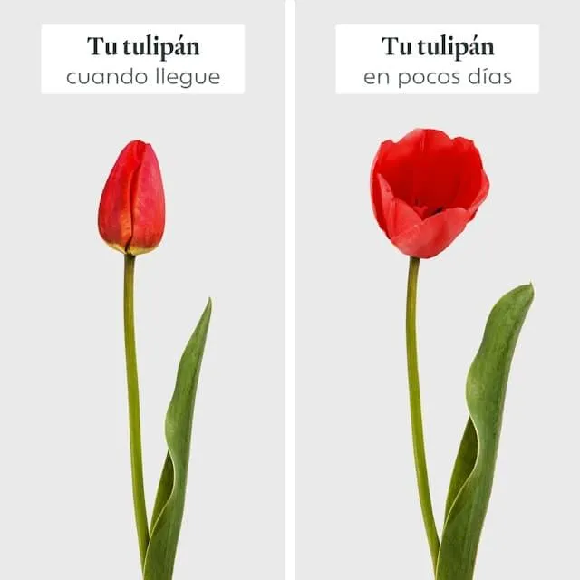La Reina del Bouquet: Tulipán