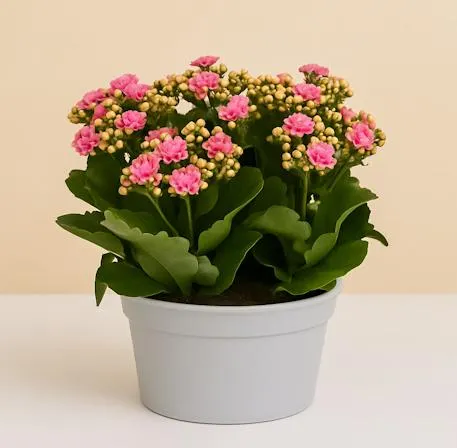 Kit de 4 Kalanchoes Rosa