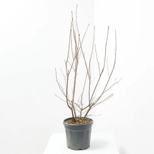 PRUNUS CERASIFERA NIGRA MACETA 10 LITROS