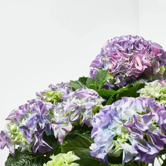 HORTENSIA AZUL MACETA 3L + MACETERO CESTA