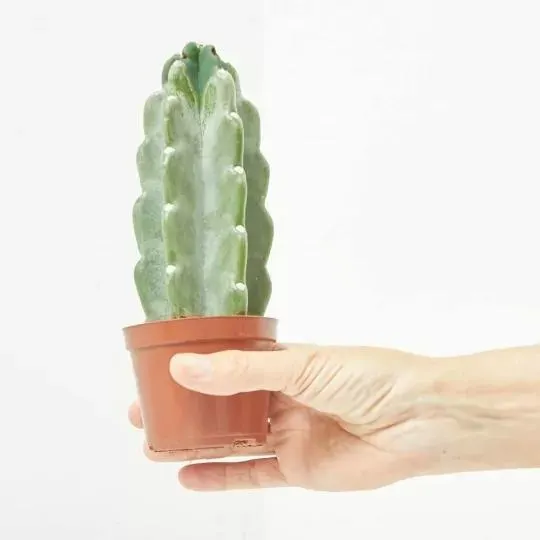 CACTUS CUDDLY MACETA 9CM