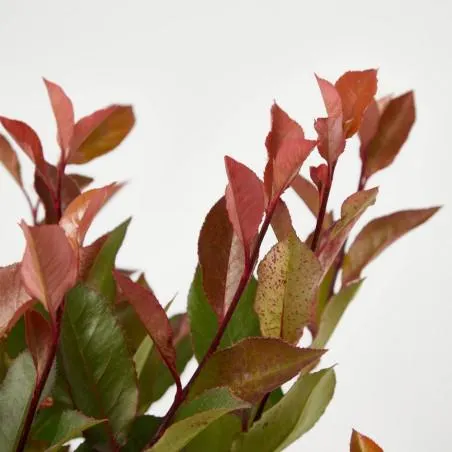 PHOTINIA ENANA