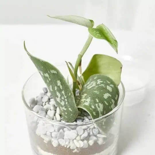 TERRA VIVANT - GREEN TOWER S