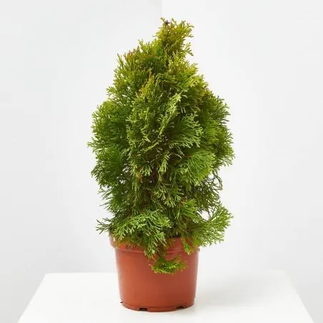 THUYA ESMERALDA GOLDY MACETA 3L