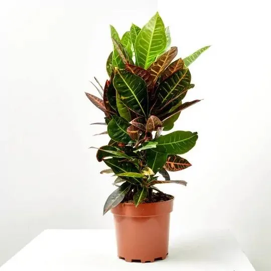 CROTON PETRA RAMIFICADO MACETA 3L