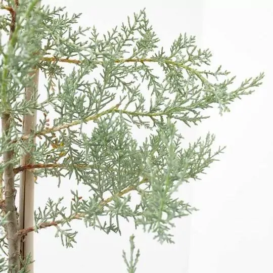 CUPRESSUS ARIZÓNICA MACETA 10L