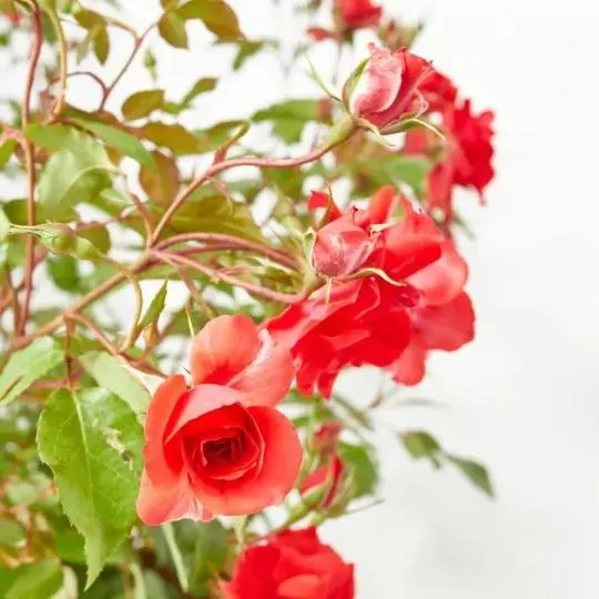 ROSAL PAISAJISTA MACETA 5L