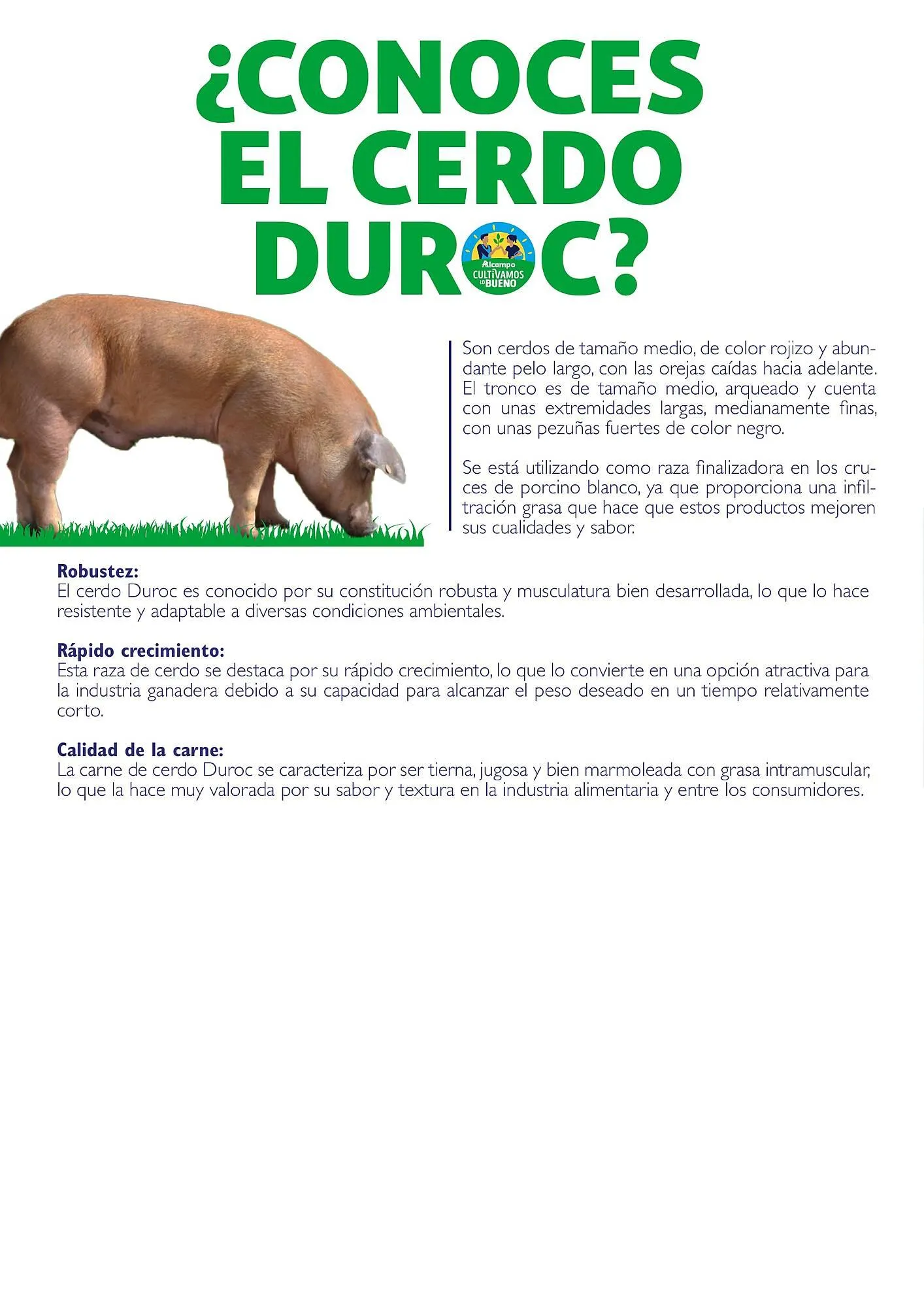 Catálogo de Folleto Alcampo 23 de abril al 31 de diciembre 2025 - Página 14