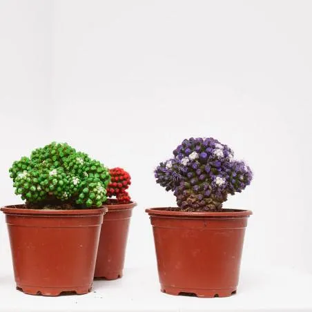 CACTUS COLORES MACETA 9CM