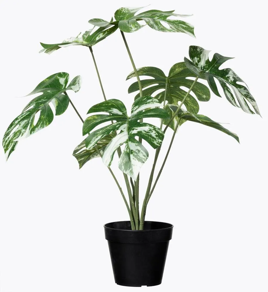 Ruukkukasvi Peikonlehti