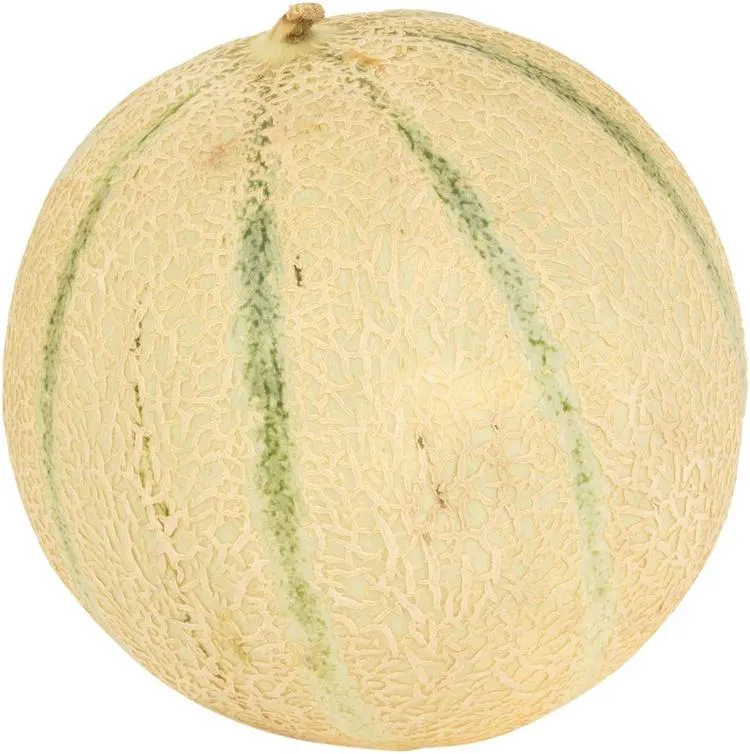 Cantaloupe meloni Rannikon Puutarhalta