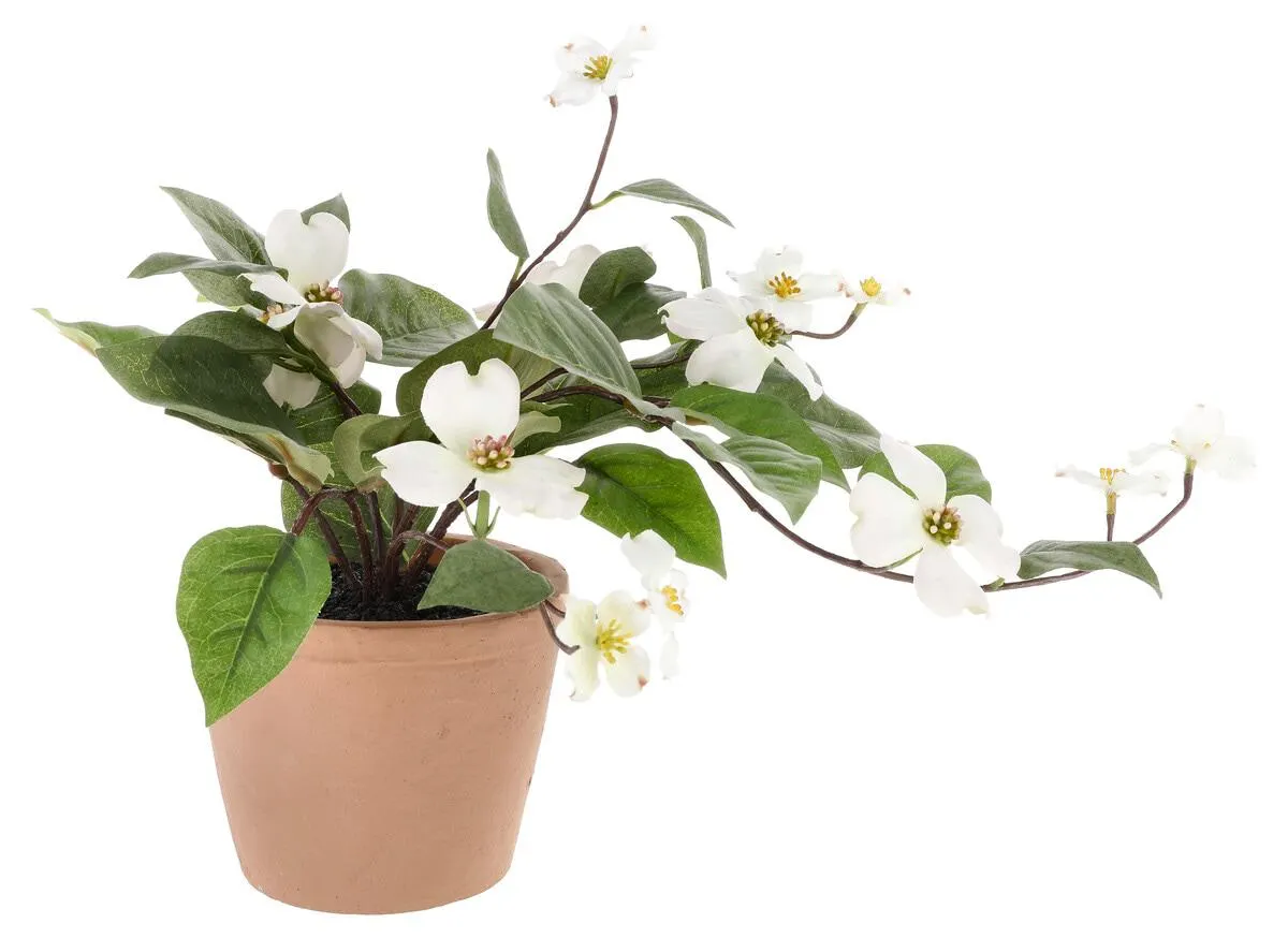 Tekokukka ruukussa, valkoinen kesäkukka