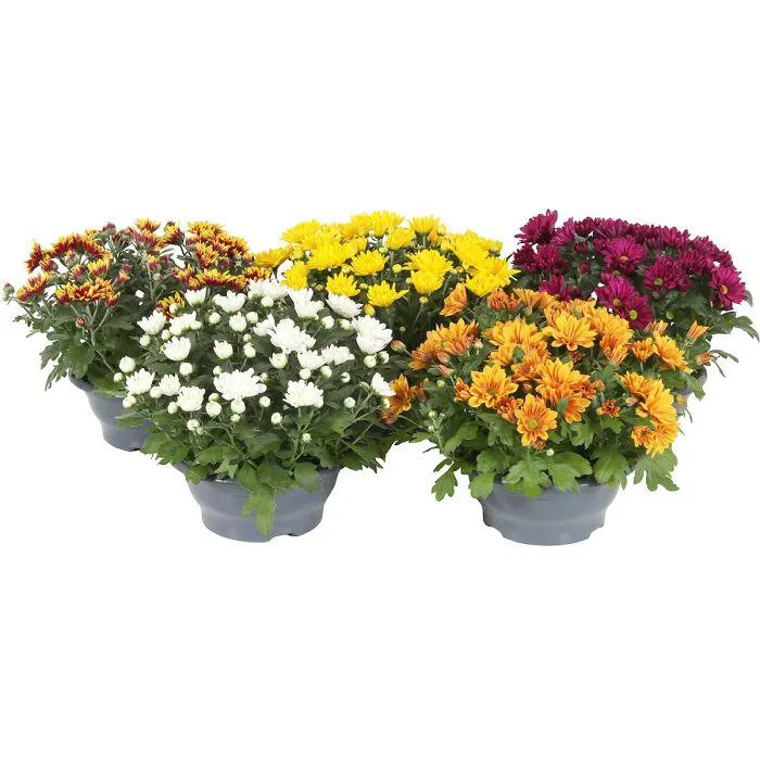 KRYSANTEEMI KULHO 23CM