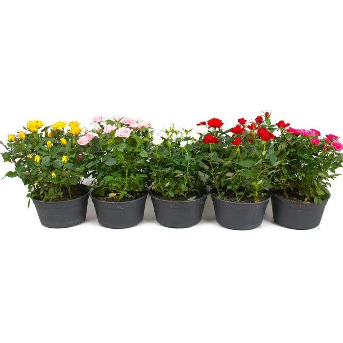 RUUSU KULHOSSA 20 CM