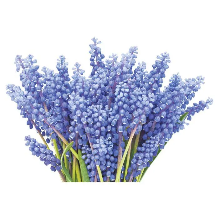 SAINTPAULIA 12CM VOILA MIX