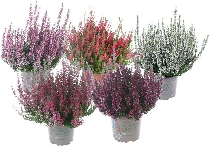 Kanerva Calluna Vulgaris Beauty Ladies Mix P11