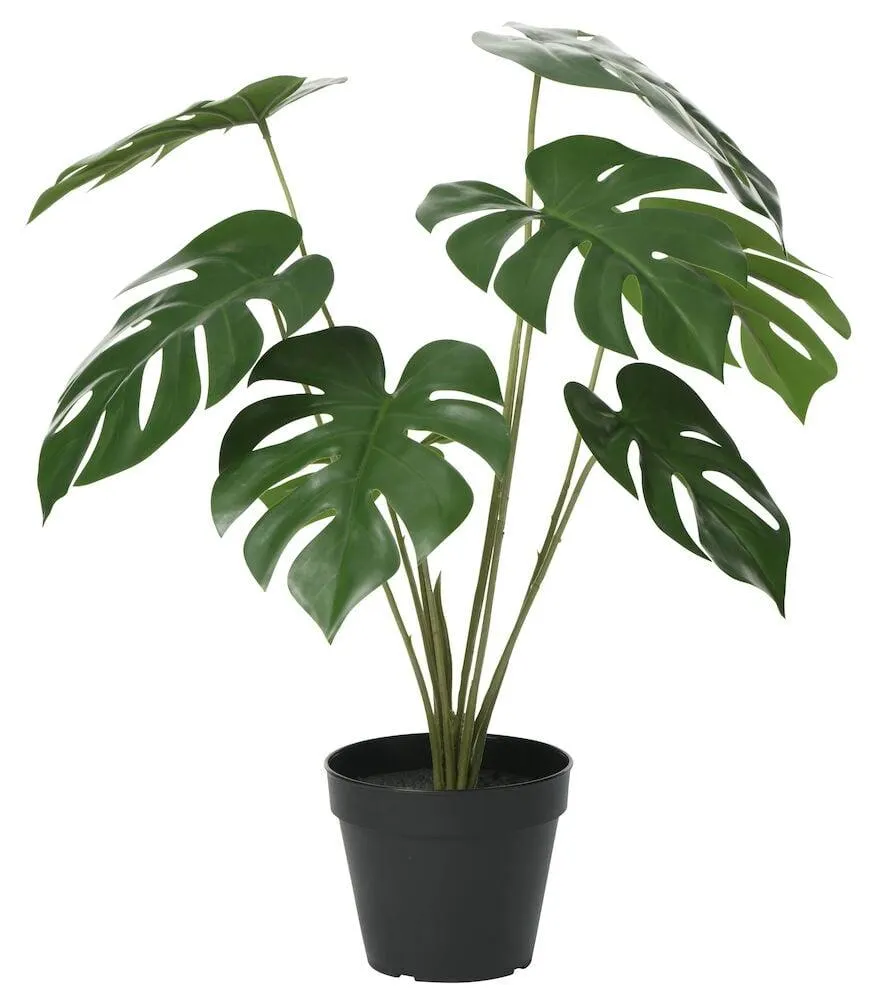 Ruukkukasvi Jättipeikonlehti