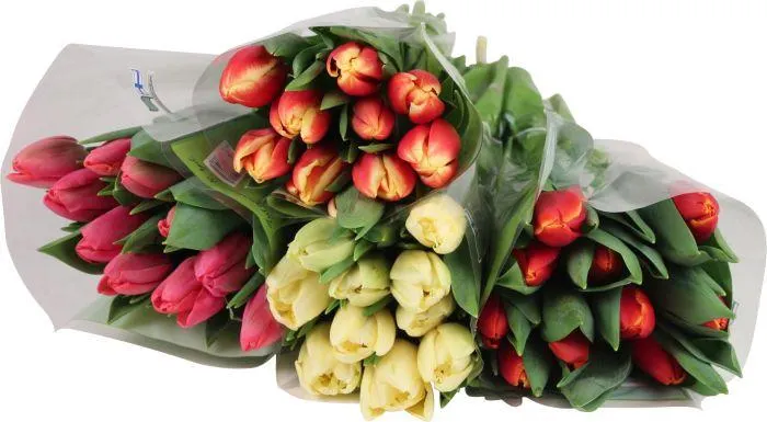 Tulppaaninippu kotimainen 7 kpl