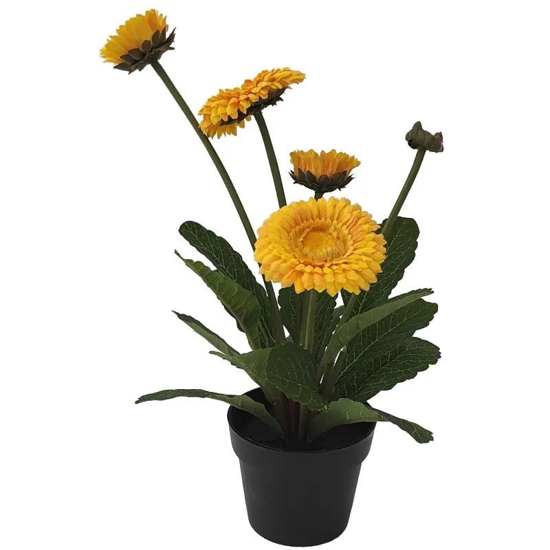 Kaunokainen Kotikulta 30 cm