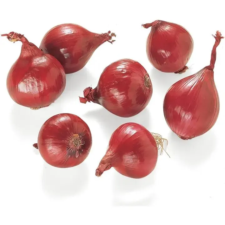 H&H Tuominen Punasipuli