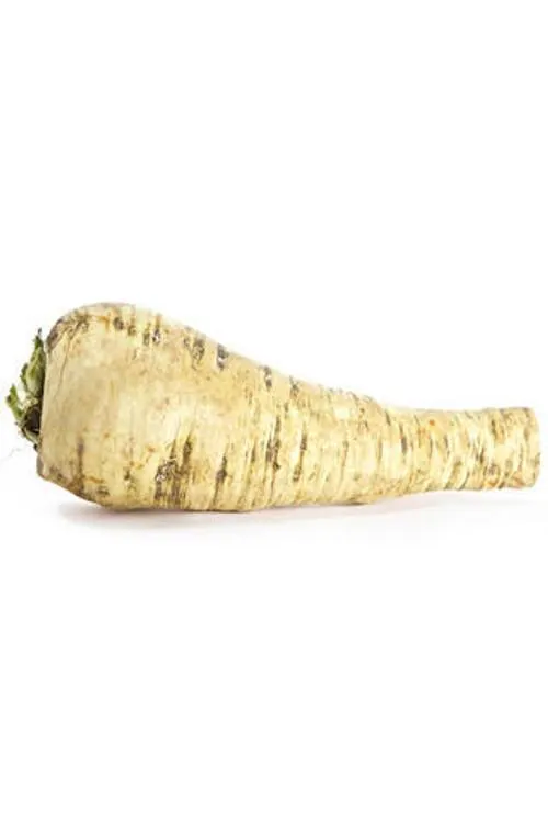 Palsternakka