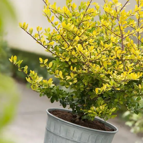 Houx japonais 'Golden gem'